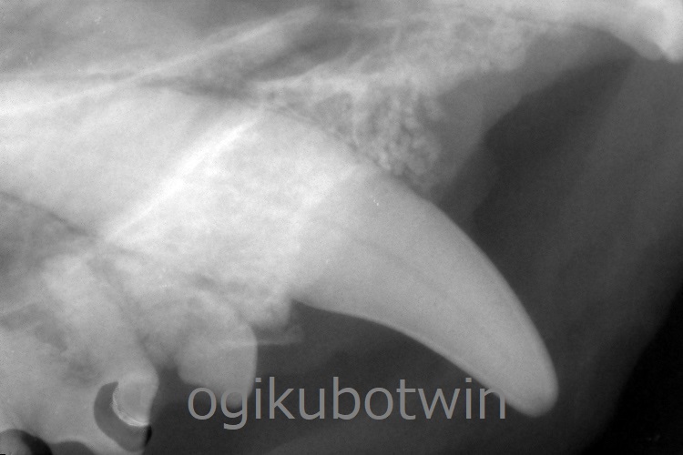 犬歯　レントゲン